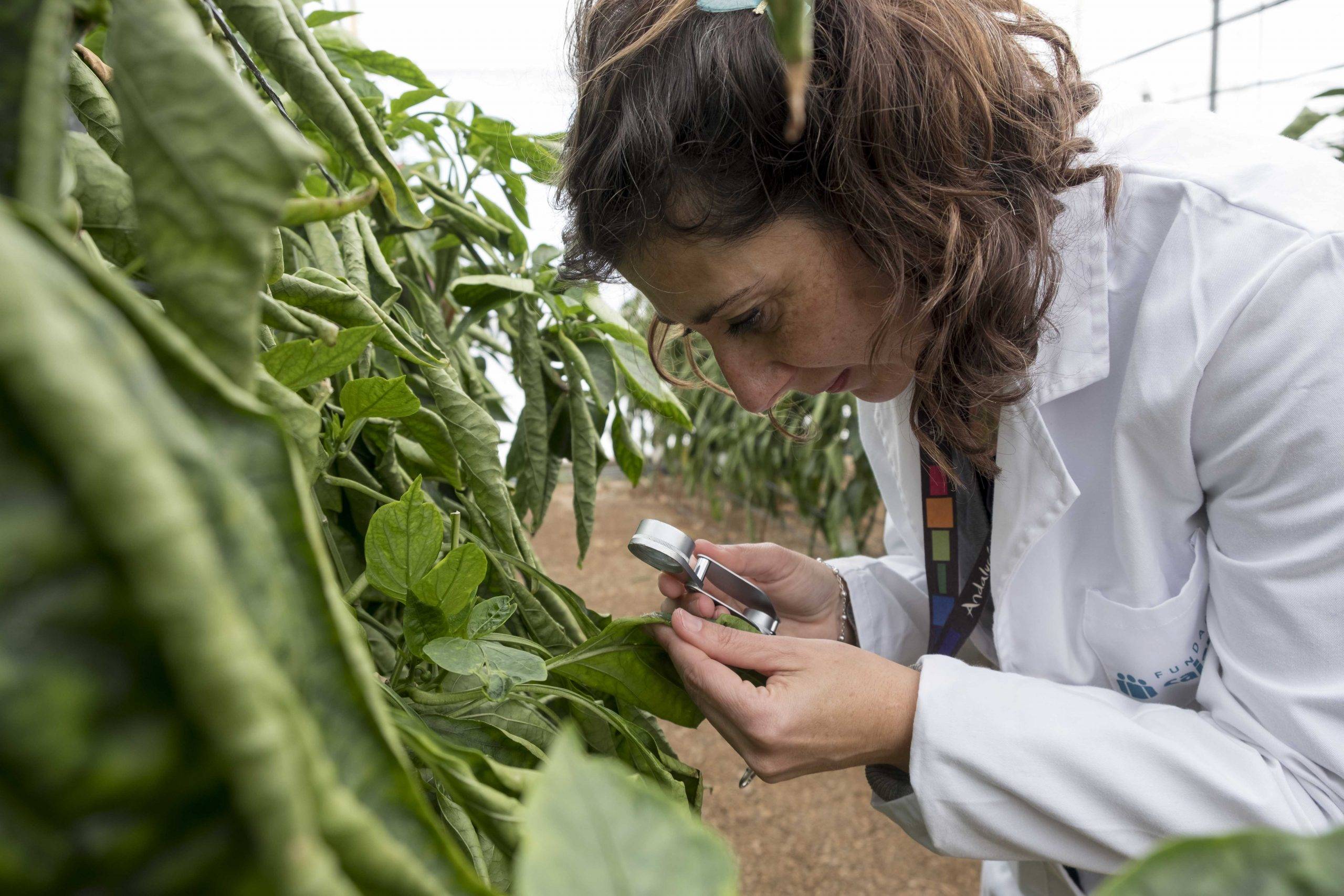 Agricultura Ecológica